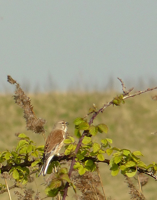 Female Linnet?