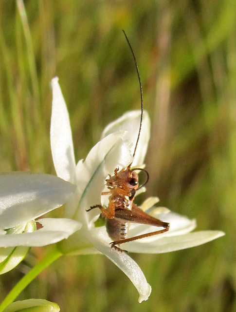 cricketonwhiteflower