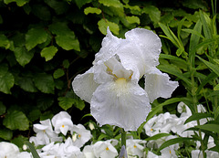 C- Jardin 3-Renaissance- Iris 'Immortality'