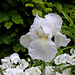 C- Jardin 3-Renaissance- Iris 'Immortality'