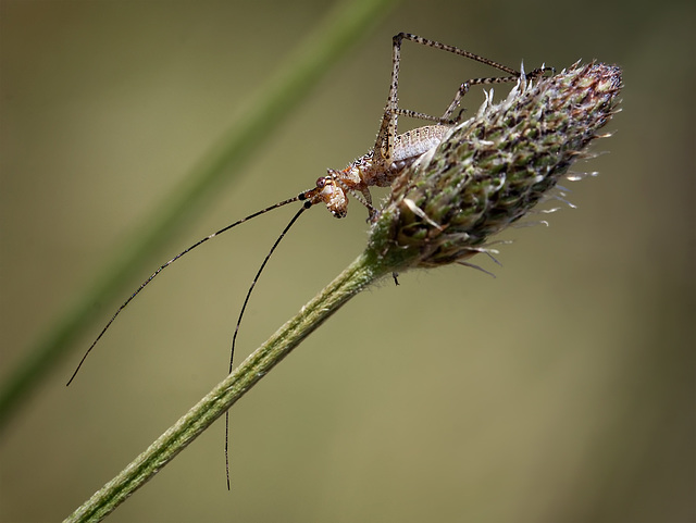 Juvenile Katydid Looking Down