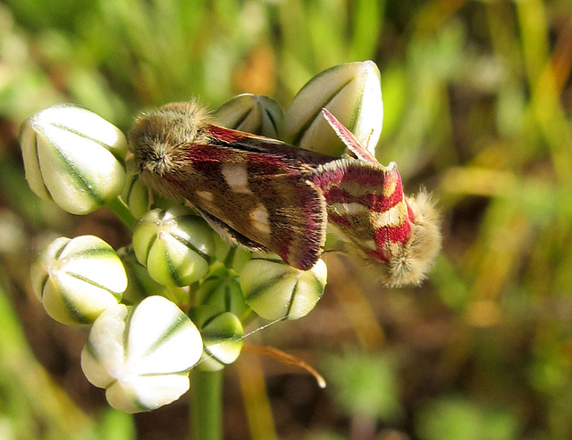 matingorangmottledmothonwhiteflower3