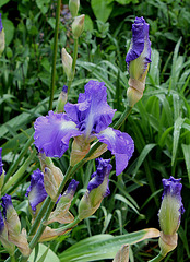 Iris Victoria Falls