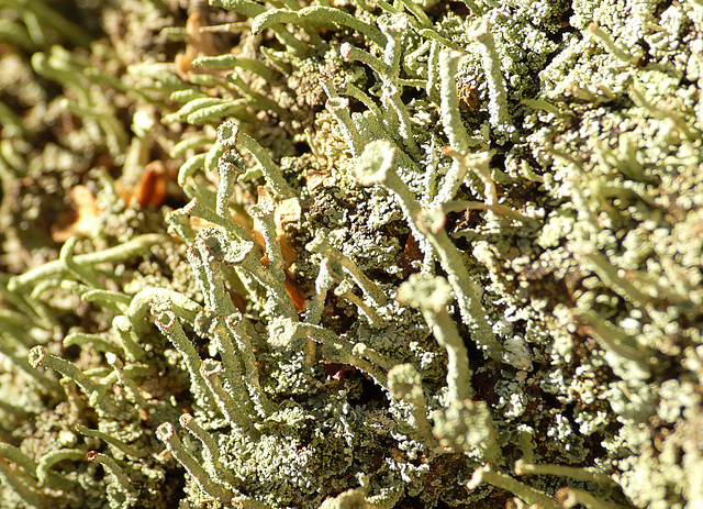 Lichens