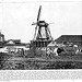 Dutch windmills and cows around 1900
