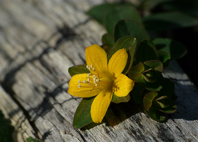 Creeping Jenny