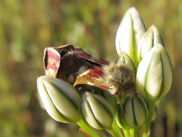 matingorangmottledmothonwhiteflower2