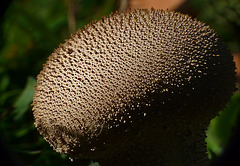 Puffball Fungi