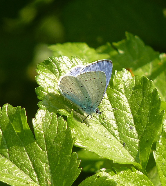 Holly Blue Butterfly