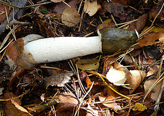 Brede Stinkhorn Fungi