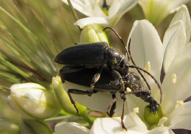 matinglonghornbeetles