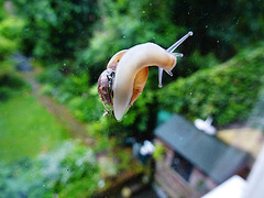 garden/snail