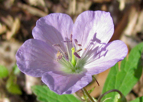 Wild Geranium