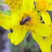 beeandspideronflower