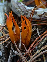 Brede Stags-horn Fungi