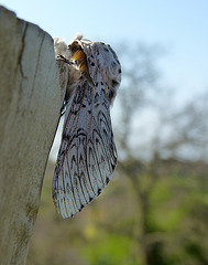 Huge Puss Moth Among Record Catch.... News @ 11