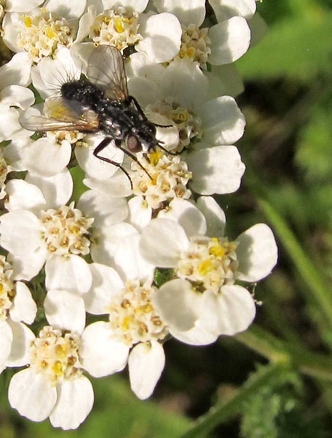 longhairedbuttflyonyarrow