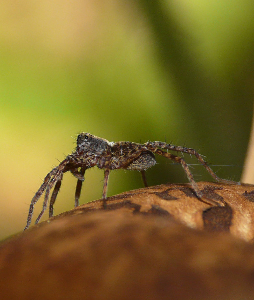 Wolf Spider