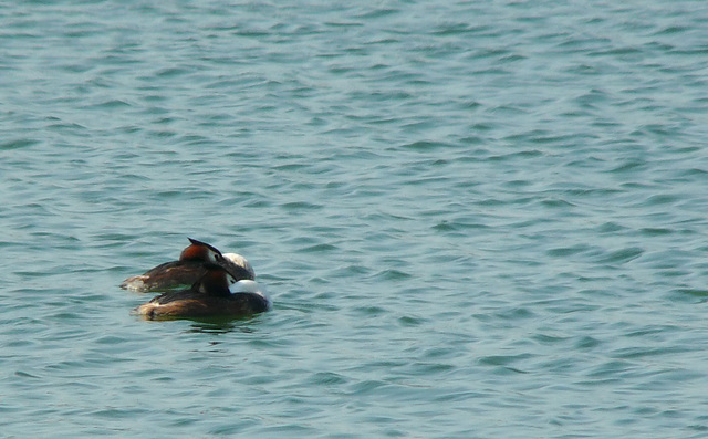 Great Crested Grebe Pair