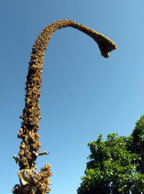 Mullein and the Moon