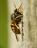 Wasp Gathering Wood for Nest