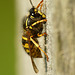 Wasp Gathering Wood for Nest