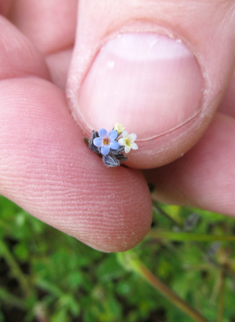 Steve Holding Tiny Flowers