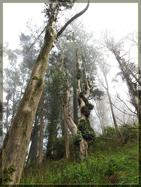 Eucalyptus Forest with Ivy-Covered Trees