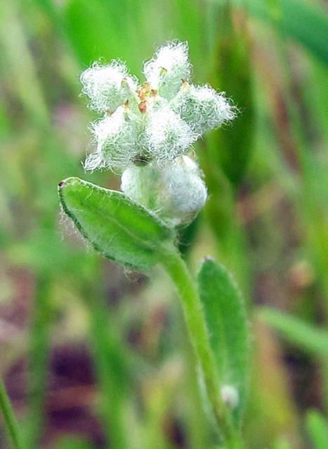 fuzzyflower