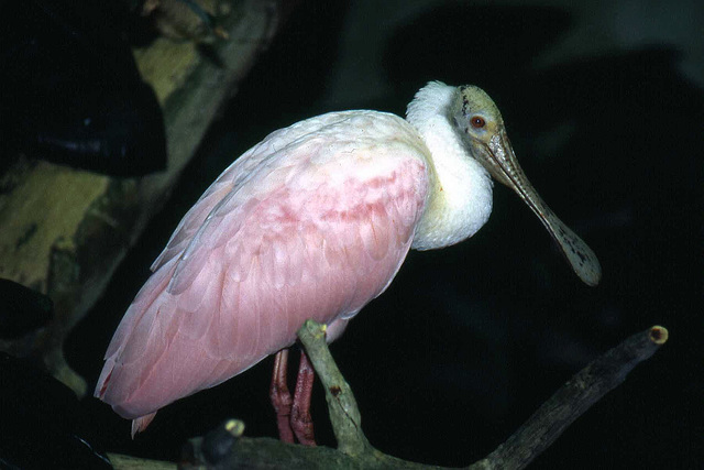 Roseate Spoonbill