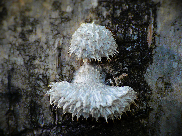 Brede Fungi Stache