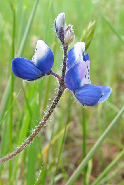 purpleyflower