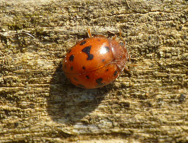 24-spot Ladybird