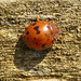 24-spot Ladybird