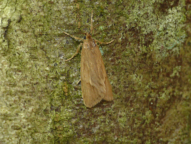 Diurnea lipsiella Moth