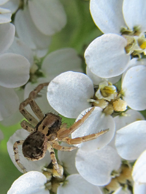 spideronwhiteflower