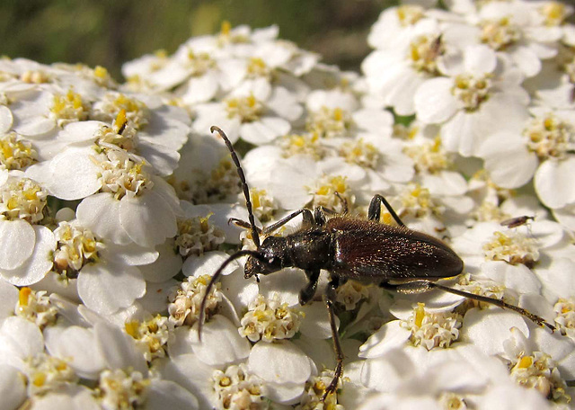 brownlonghornbeetleonyarrow