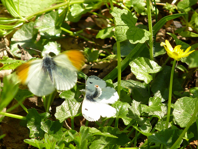 Orange-tips Mating