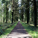 Marl Bog Woodland - perspectives