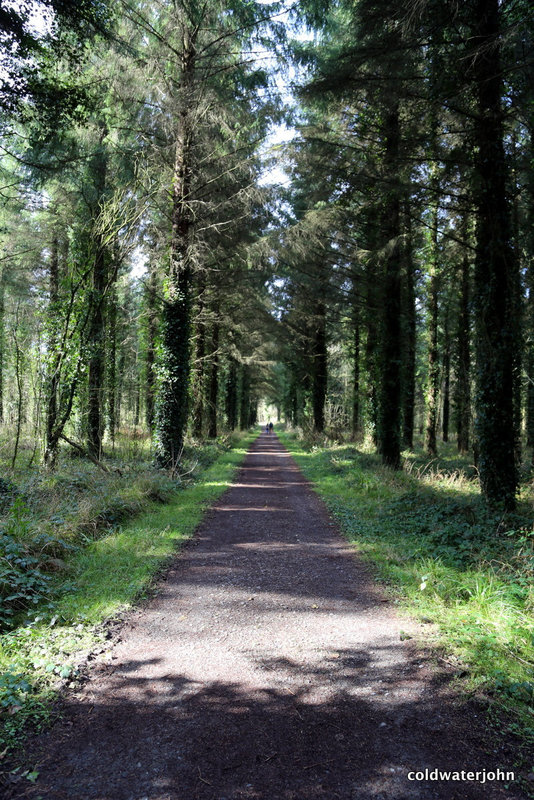 Marl Bog Woodland - perspectives