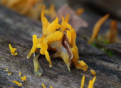 Stag's Horn Fungi Brede