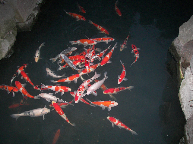 Koi