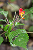 Kilimanjaro flora