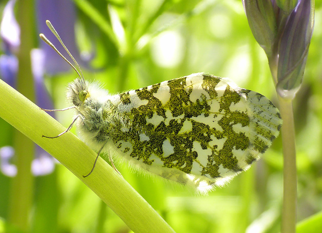 Female Orange-tip After