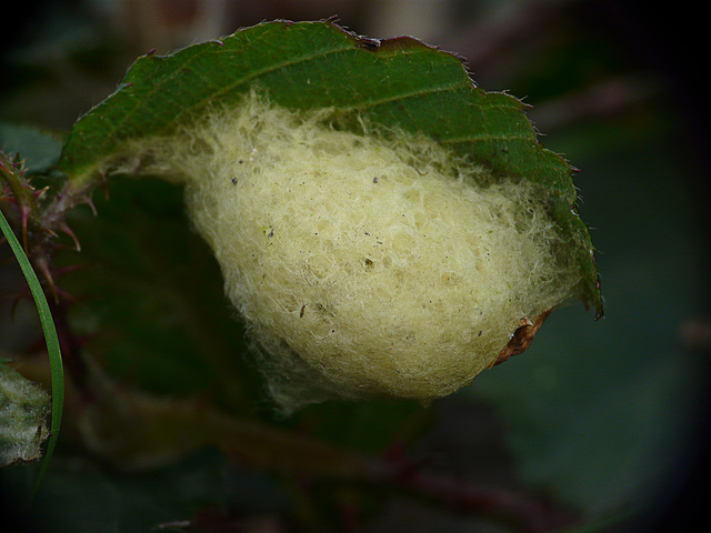 Spider Egg Sac Maybe