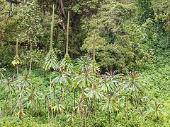 Lobelia in the forest