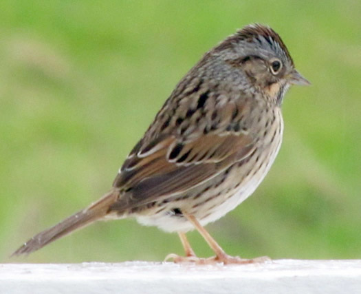 Lincoln Sparrow