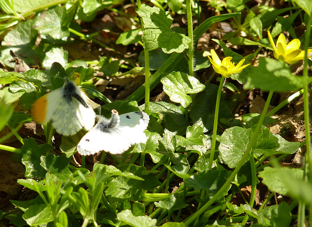 Orange-tips Mating