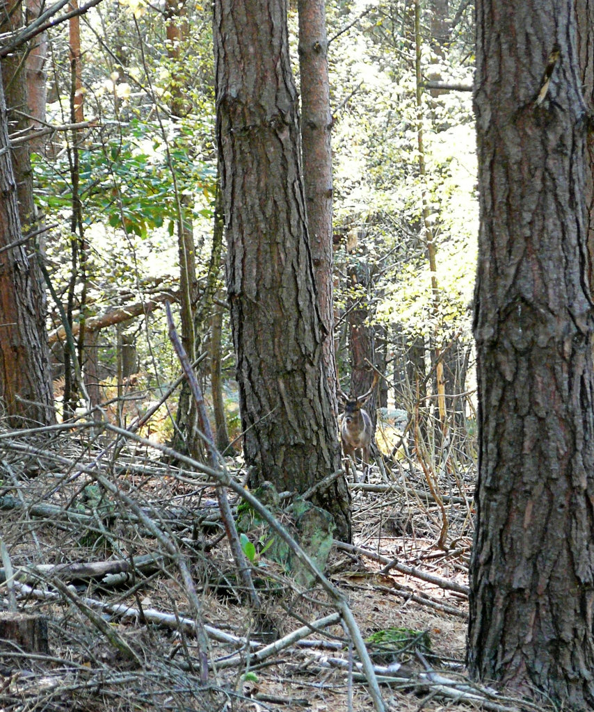 Fallow Deer Herd