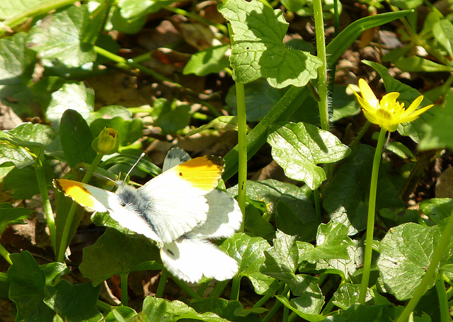 Orange-tips Mating